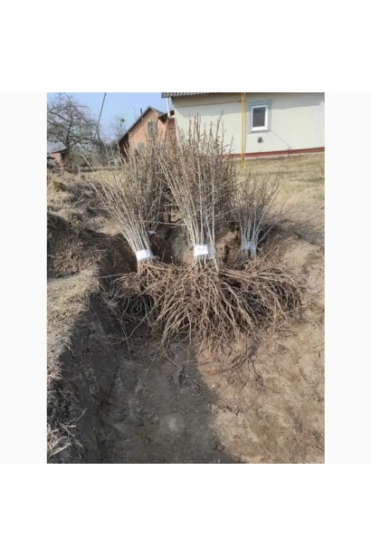 Кущ обліпихи ‘Медова з голим коренем